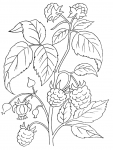 Himbeere
