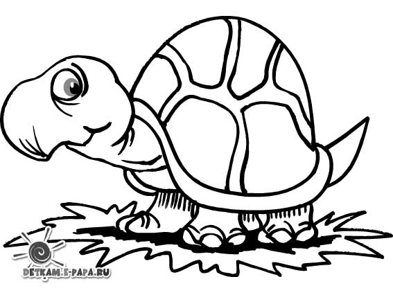 Schildkröte Ausmalbilder Tiere
