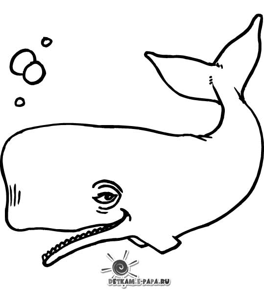 Walfisch Ausmalbilder Malvorlagen Wassertiere