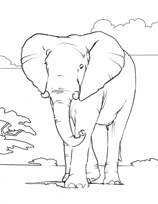 ausmalbilder für kinder elefant