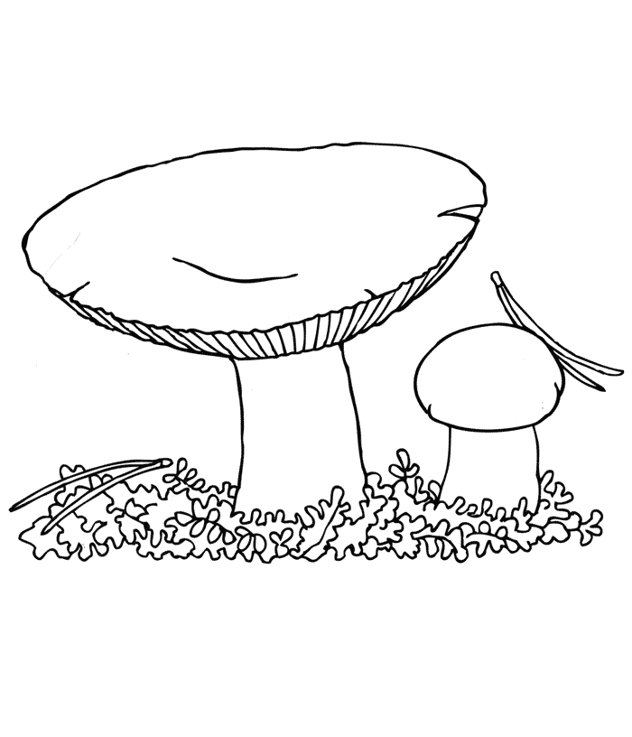 Täublinge Ausmalbilder Pilze
